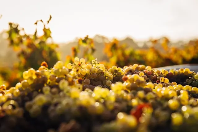 uvas verdes en un viñedo