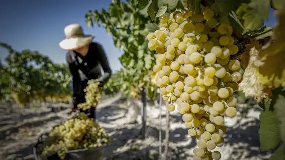 procesos del vino