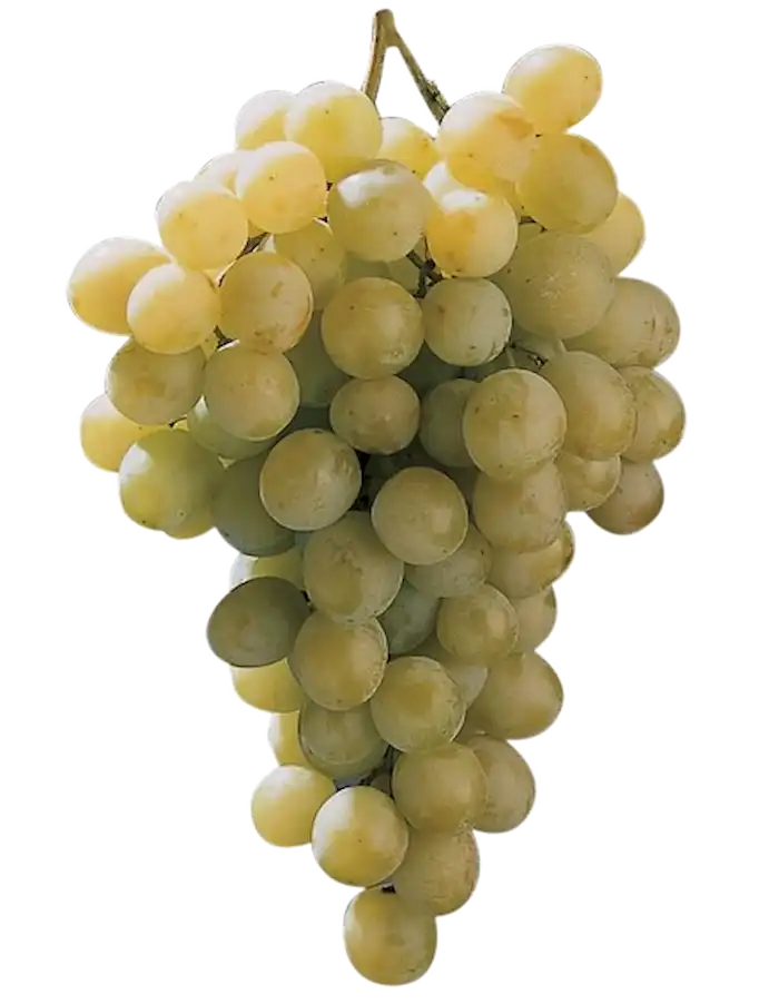 Origen del Pisco Italia