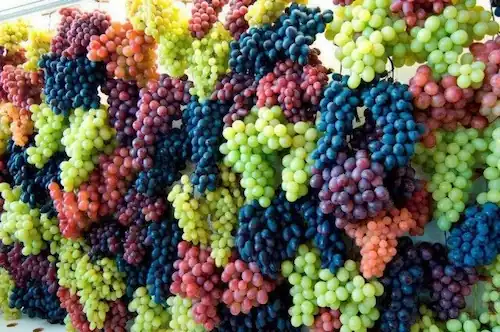 origen del pisco acholado
