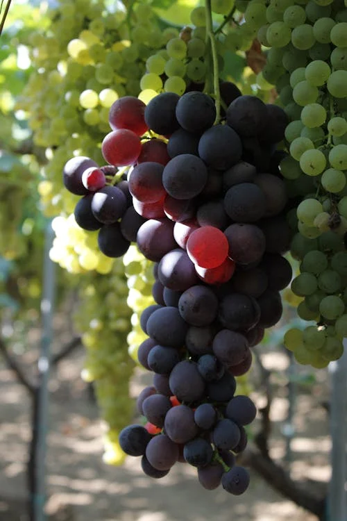 productores de vino