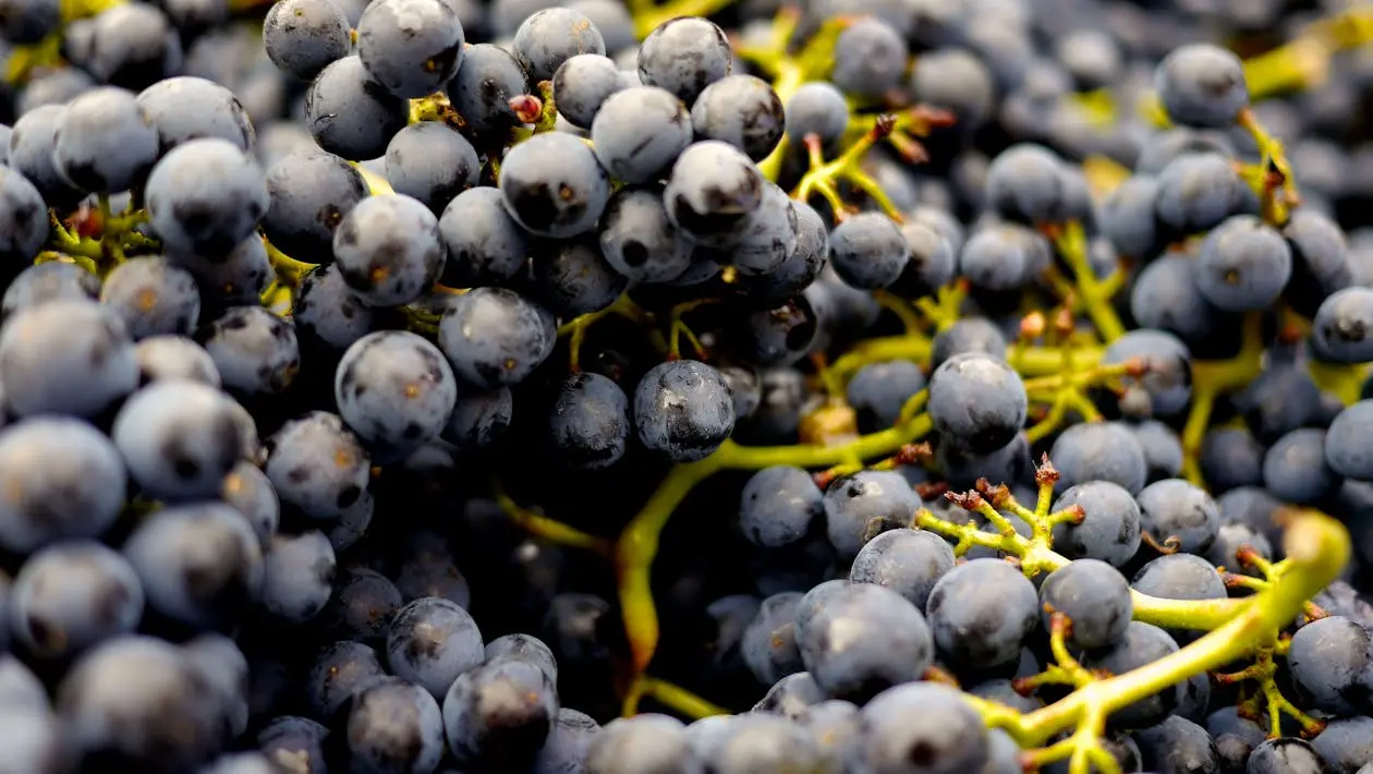 proveedores de vino