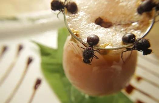 Trago exotico de la selva