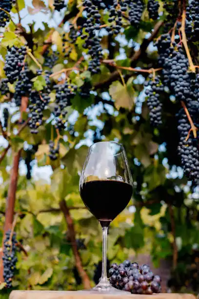 Origen del Vino Tinto Borgoña