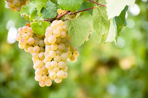 Para qué sirve el Vino Torentel