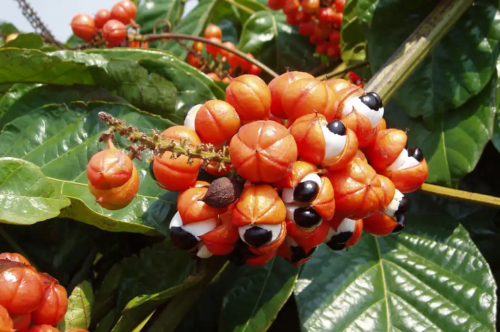 Licor de guaraná