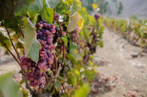 Nuevas aplicaciones tecnológicas en la trazabilidad del pisco