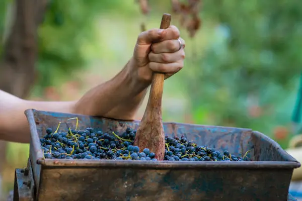 ¿Por qué la uva quebranta es clave en la elaboración del pisco