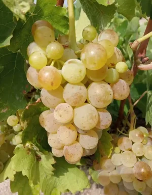 Origen del Pisco Albilla