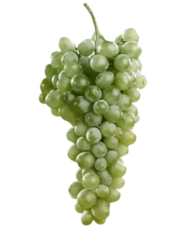 Origen del Vino Borgoña Blanco